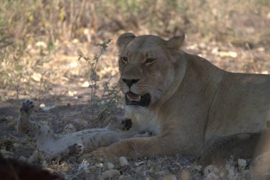 Dişi aslan, Güney Afrika 'daki Kruger Ulusal Parkı' nda kayanın kenarında yatıyor.