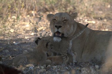 Çöldeki aslan ailesi.