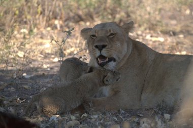 Güney Afrika 'daki Kruger Ulusal Parkı' nda aslan yavrusu.
