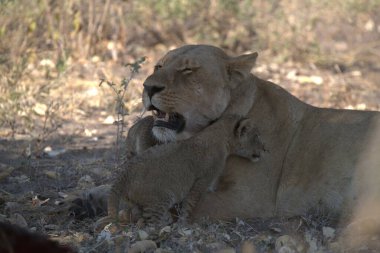 Kenya savanındaki aslanlar