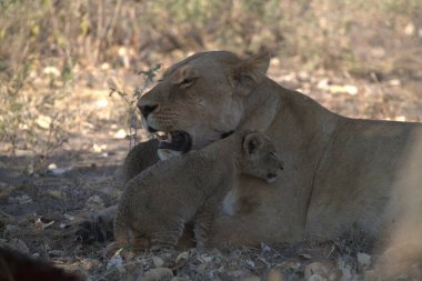 lion ( panthera leo ) - mother and cub