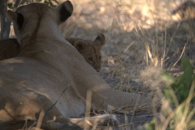 Savanadaki şirin bir aslanın yakın plan fotoğrafı.