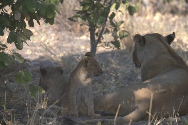 Hayvanat bahçesindeki aslan