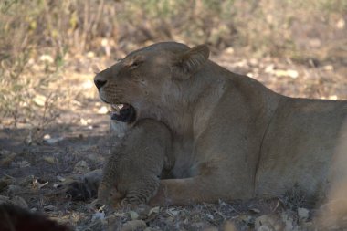 Zimbabwe savanındaki aslan.