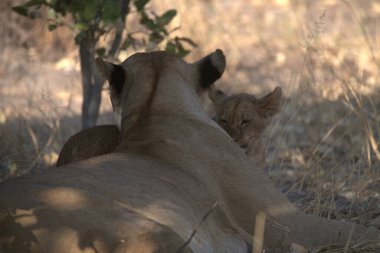 Çim döşeme aslan yavrusu