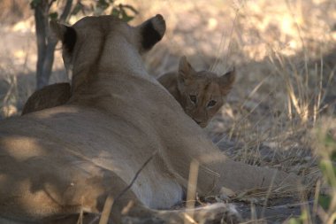 Otların arasında oynayan aslan yavrusu