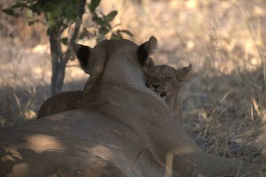 Bir dişi aslan yavrusu bir yavruyla oynuyor.