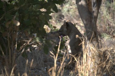 hyca / cuena / hyaena / crocucuena / hyena, cuta sırtlan