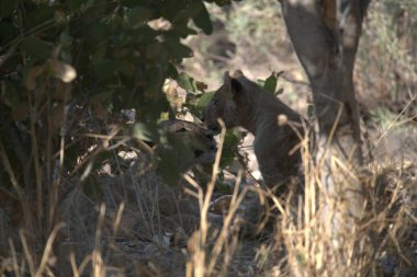 Genç sırtlan vahşi doğada, Güney Afrika 'da