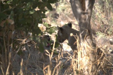 Afrika 'da vahşi bir sırtlan