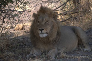 Aslan vahşi Afrika 'da