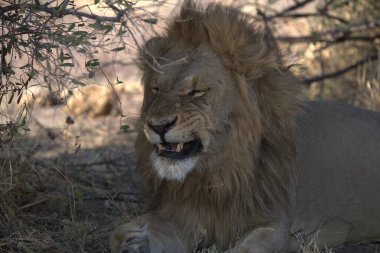 Aslan (panthera leo), namibya, Afrika