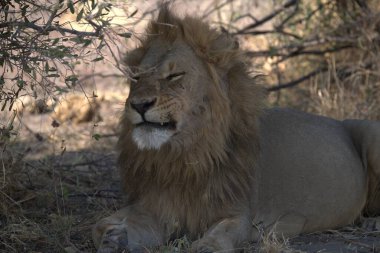 Afrika 'nın vahşi erkek aslanı.