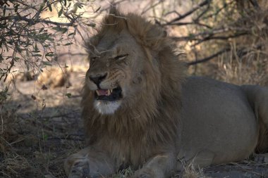 Savanadaki aslan, Afrika 'daki Kenya