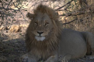 Afrika savanındaki aslan.