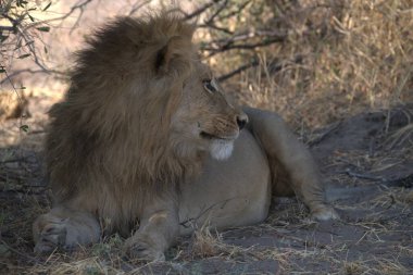 Aslan vahşi Afrika 'da