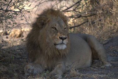 Güney Afrika 'daki Kruger Ulusal Parkı' nda aslan var.