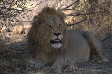 Kruger Park 'taki aslan..