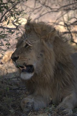 Kuzey Afrika 'daki Kruger Ulusal Parkı' nda aslan var.
