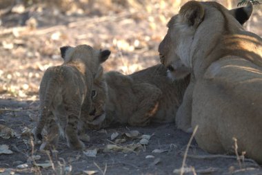 Kenya 'daki savanda bebekle aslan ailesi.