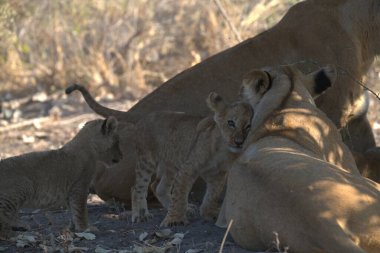 Tarladaki şirin bir aslan yavrusunun yakın çekimi.