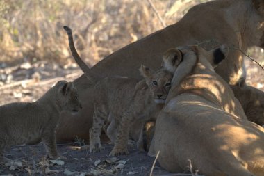 Anne ile aslan yavrusu
