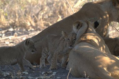 Namibya 'da aslan yavrusu