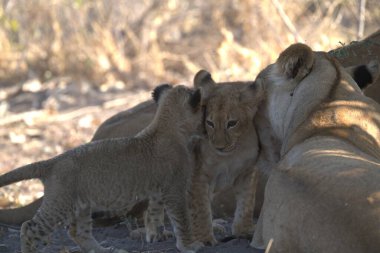 Bir aslanın yakın çekimi.