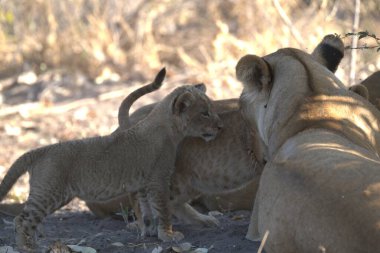Kenya bozkırında dişi aslan ve yavruları.
