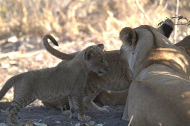 Hayvanat bahçesindeki aslan