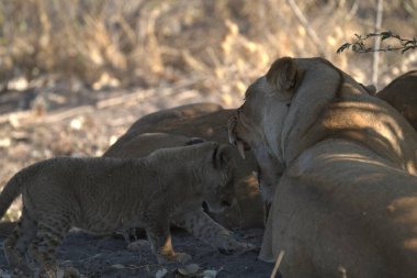 Savanadaki bir grup aslan.