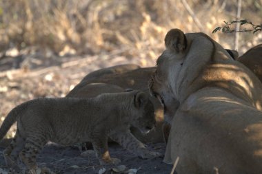 Lion (panthera leo) - Kruger Milli Parkı, Afrika