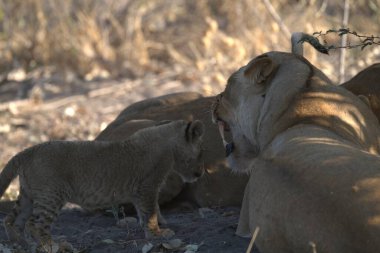 Güney Afrika 'daki Kruger Ulusal Parkı' nda aslan var.