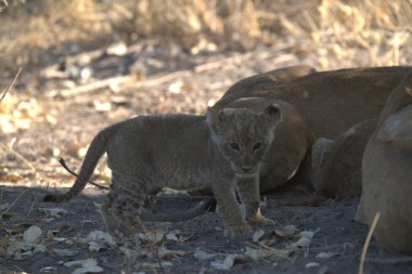 Kruger Ulusal Parkı 'ndaki aslanlar