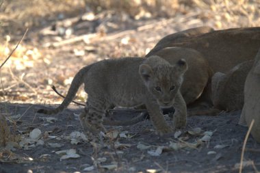 Aslan yavrusu çalılıklarda annesiyle oynuyor.