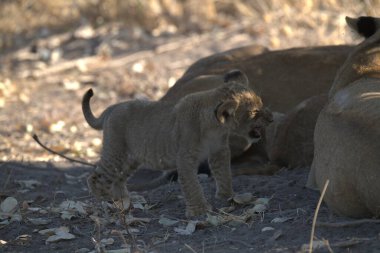 Kenya savanındaki aslan