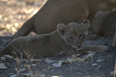 Aslan (panthera leo), Güney Afrika aslan yavrusu, Panthera leo, Güney Afrika