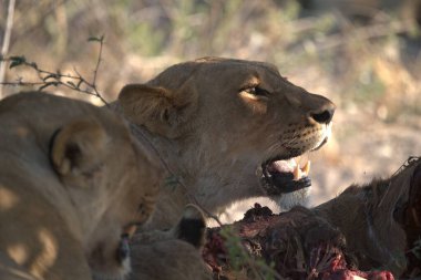 Güney Afrika 'daki Kruger Ulusal Parkı' ndaki büyük aslanlar.