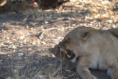 Büyük kırmızı bir kadın çimlerin üzerinde yatıyor.