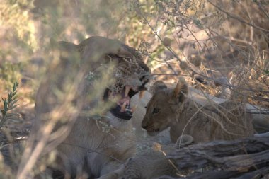 Savanadaki bir aslanın güzel bir resmi.