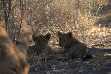 Annesiyle birlikte tarlada çekilmiş şirin bir aslan yavrusu.