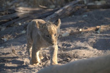 Namibya çölünde kumdaki bir aslan