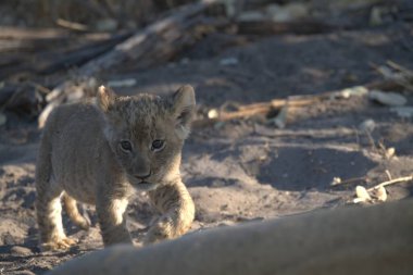 Aslan yavrusu kumdaki kameraya doğru yürüyor.
