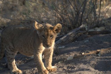 Savannah genç aslan