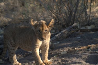 Genç Aslan (panthera leo), Güney Afrika, Güney Afrika