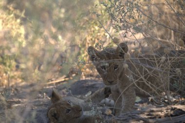 Afrika, Namibya savanındaki bir aslan