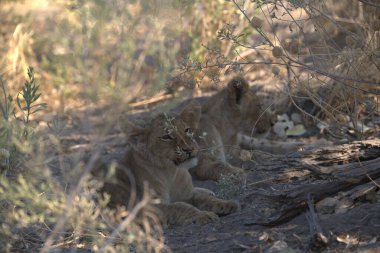 Genç aslan yavrusu çimenlerde yatıyor..