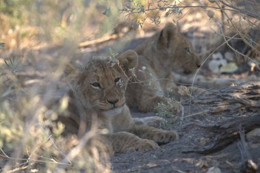 Güney Afrika 'daki Kruger Ulusal Parkı' nda aslanlar.