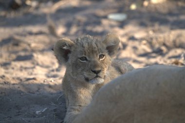 Namibya savanındaki aslan