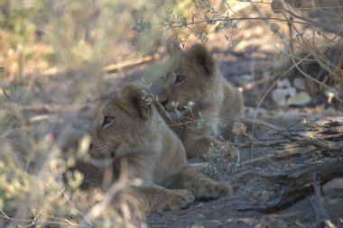Otların arasında oynayan aslan yavrusu